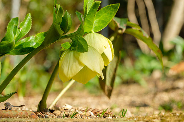 A beautiful display of yellow hellebore flowers in full bloom, hanging delicately among green leaves in a tranquil garden setting.