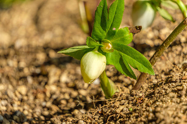 A macro view of a fresh white Hellebore flower bud surrounded by vibrant green leaves, symbolizing new growth in a garden.