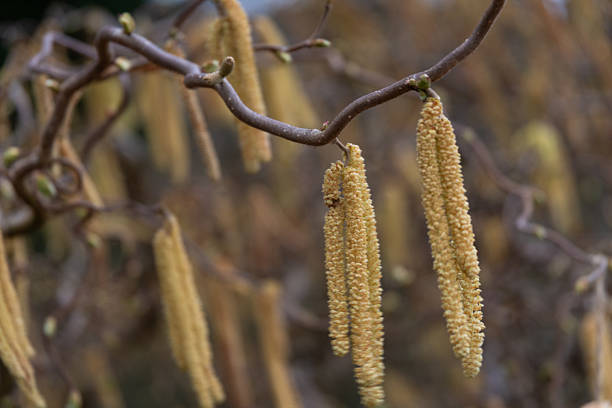 Hazelnut catkins swaying gently on a twisted branch, signaling springtime