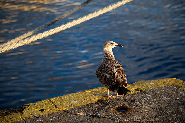 A seagull stands calmly on the docks of the harbor, with the vibrant blue water in the background