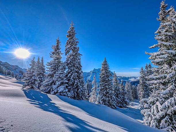 Sunlit Snowy Pine Forest On Slope, Blanketed In Fresh Powder Under Clear Blue Sky, Crisp Shadows Cast By Evergreen Trees, Distant Mountain Ridges Framed By Bright Horizon, Tranquil. High quality photo