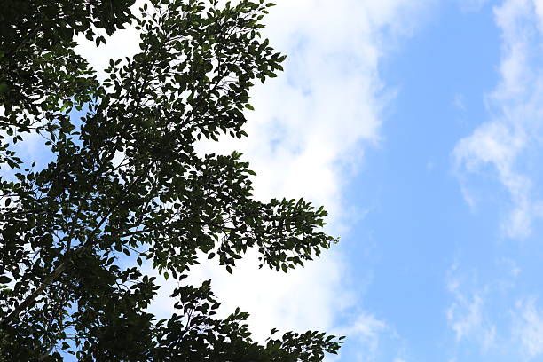 green tree branches and leaves framing a blue sky with soft white clouds in natural daylight, creating an airy nature background with copy space.