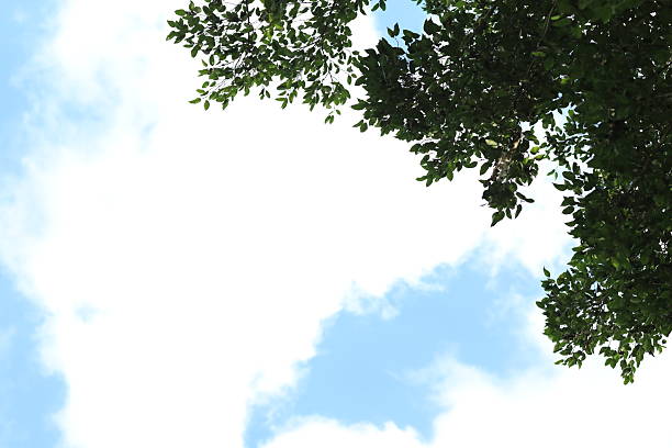 green tree branches and leaves framing a blue sky with soft white clouds in natural daylight, creating an airy nature background with copy space.