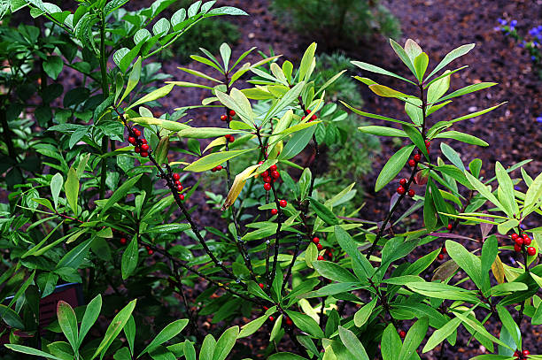 Berries of the wolf's bast plant. Daphne mezereum. Large planks of red poisonous berries.