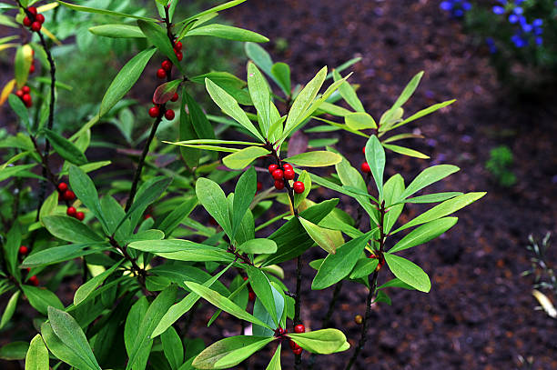 Berries of the wolf's bast plant. Daphne mezereum. Large planks of red poisonous berries.