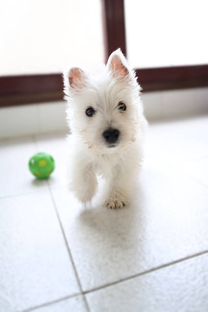 Playful westie puppy