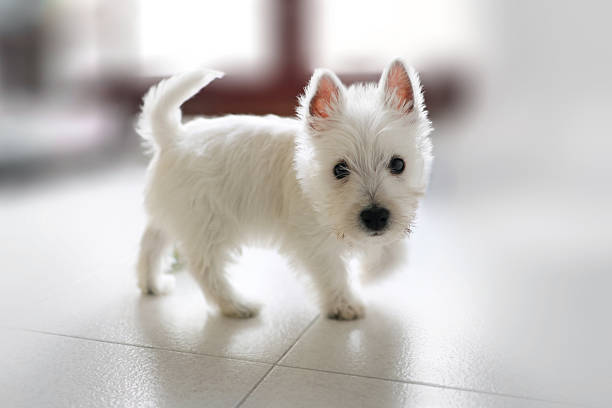 Playful westie puppy