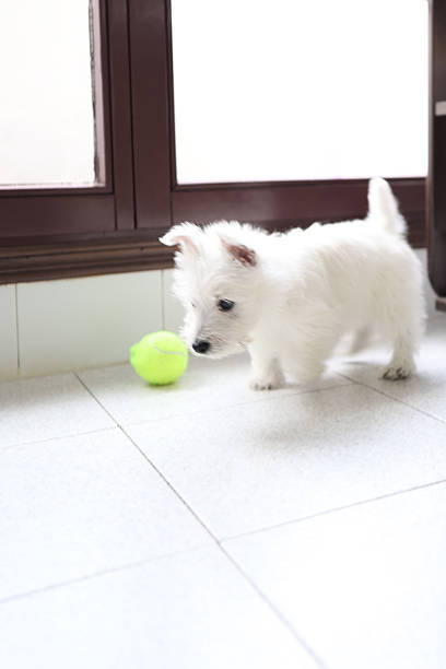 Playful westie puppy