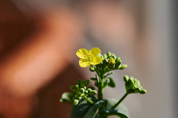 Yellow flower blooming with green buds, signaling new life and growth