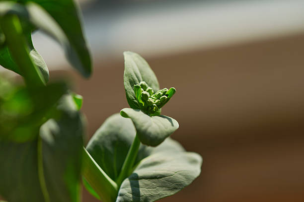 Green plant showing tiny spring flower buds