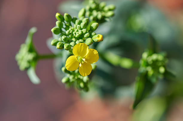 Yellow brassica flower blooming in springtime with green buds