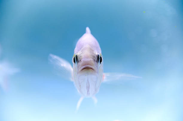 White fish swimming straight looking directly at camera