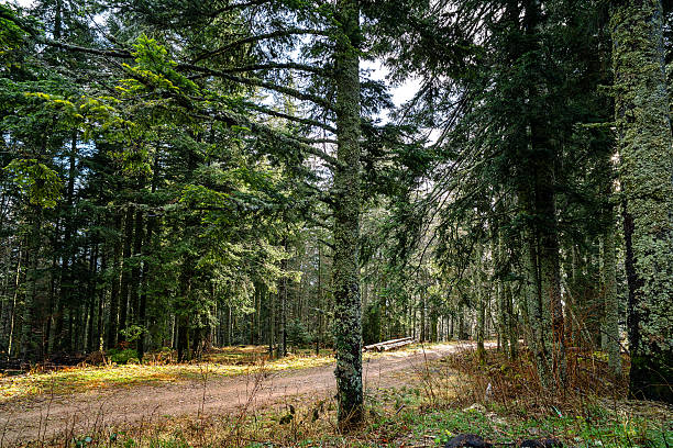 A dirt path crosses a dense forest of fir trees with patches of sunlight in the Upper Rhine region of France.
