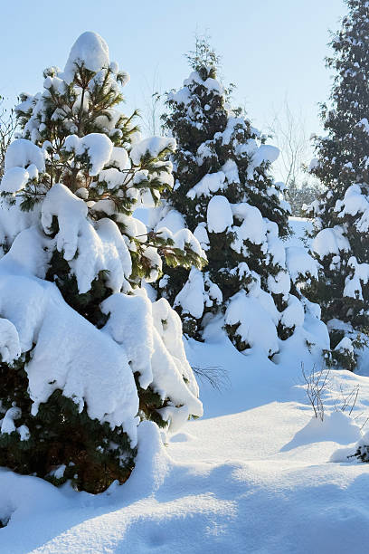 Snow-laden evergreen trees create a tranquil wintry scene with soft blue sky and pristine ground, evoking calm, cold beauty and a peaceful outdoor landscape.