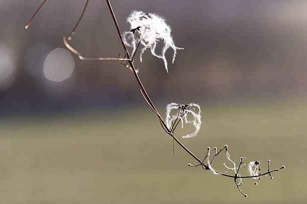 Dried clematis vitalba seeds dispersing from vine in natural outdoor setting