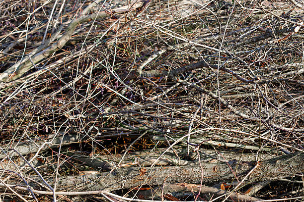 Dry branches creating a tangled texture of natural wood