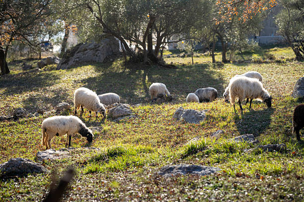 Sheep graze in a pasture in the mountains