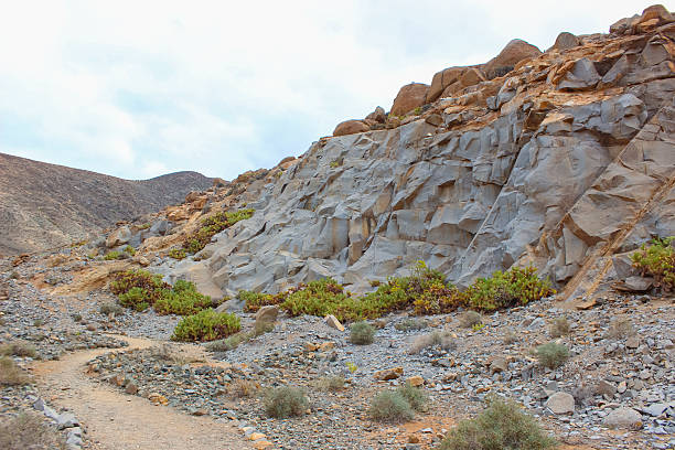 Desert landscape with cactus plants under a bright sunny day. Arid environment with clear blue sky, warm tones, and natural textures, representing dryness, heat, wilderness, and the beauty of extreme nature.