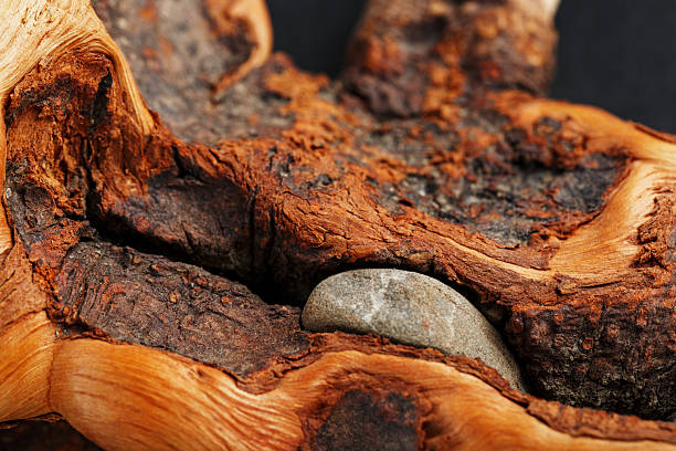 Natural Bonsai snag trunk close-up wood texture. Driftwood Texture