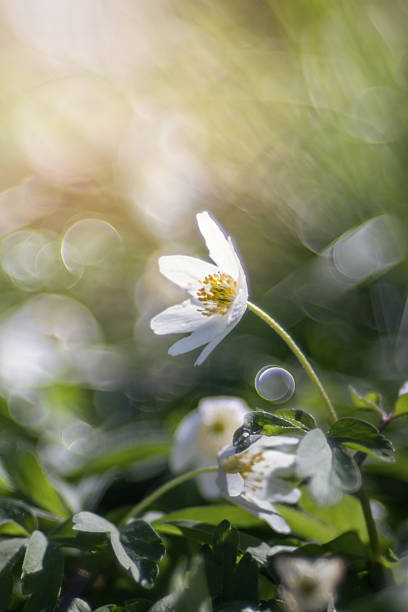 Wood anemones (Anemone nemorosa L.), white wild flowers in the meadow, floral wallpaper or floral background for design