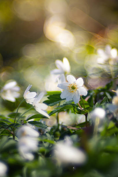 Wood anemones (Anemone nemorosa L.), white wild flowers in the meadow, floral wallpaper or floral background for design