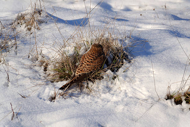 Common kestrel searching for prey on ground on a bright winter day, sunlight highlighting its wings in a cold rural landscape