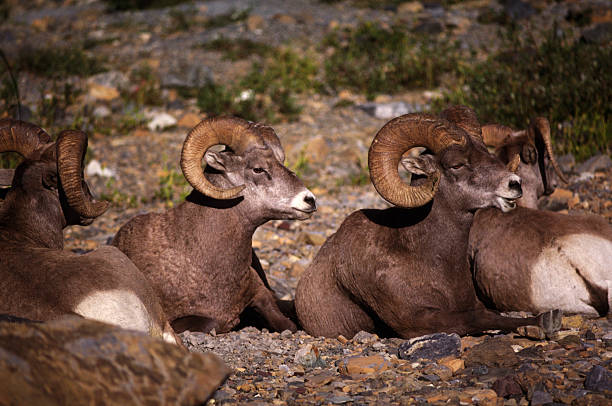 istock Glacier National Park, Big Horn sheep 2258155188