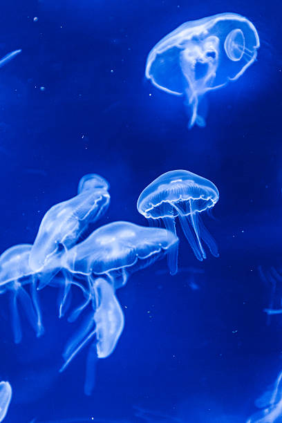 istock Jellyfish in the Deep Sea 2258161130