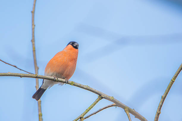 Beautiful male eurasian bullfinch (Pyrrhula pyrrhula) perching on a dog rose.