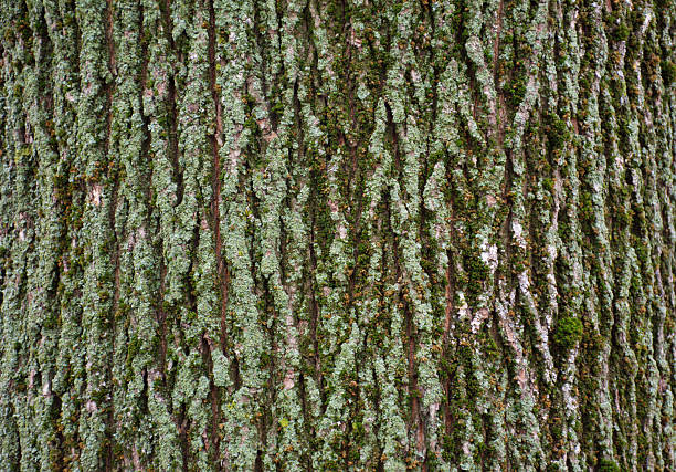 Close-up view of a mature old tree trunk covered with dense brown snd green lichen and patches of moss. The rough tree bark shows deep vertical lines and natural cracks, creating a rich, organic natural texture. Shades of green, gray, and brown highlight the weathered surface, show age, moisture, and forest ecology. This natural pattern works well as a background, copy space texture, or concept image for nature, environment, growth, and biodiversity.