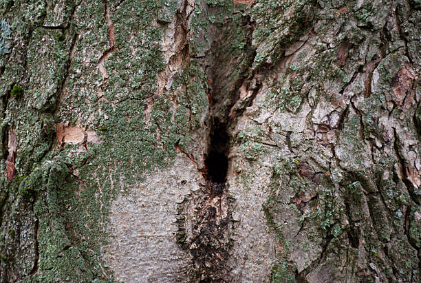 Close-up photograph of an old tree trunk featuring a natural hollow in the bark. The rough, cracked surface shows weathering, age, and old organic textures, with subtle patches of moss and lichen. Earthy green, brown, and gray tones emphasize forest ecology and natural decay. The cavity suggests wildlife habitat and biodiversity. Ideal as a natural background, texture image, or concept image for nature, environment, aging, resilience, and woodland life.