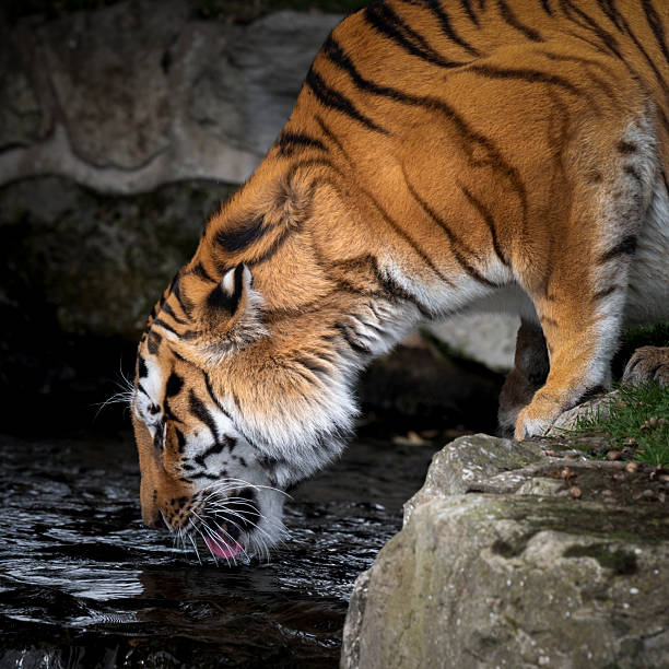 Siberian tiger swimming in a lake.