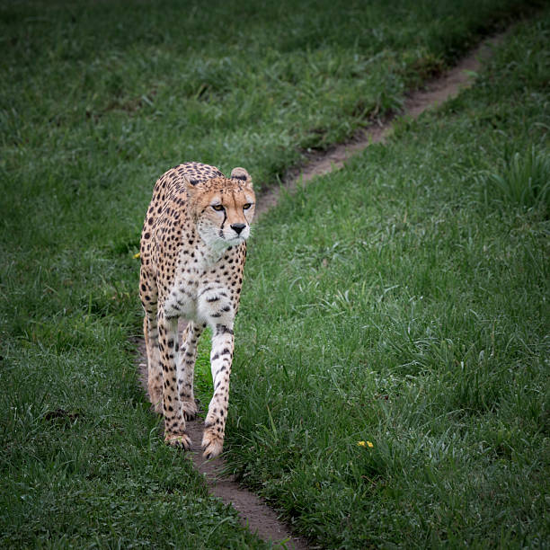Raubtier leopard,  gepard,  raubkatze
