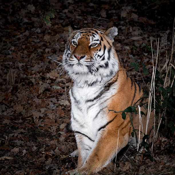 Beautiful Tiger looking directly at camera.