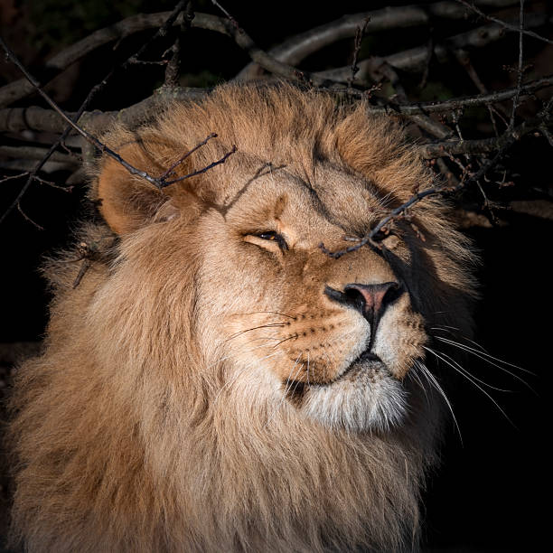 Adult Male Lion Smelling a Tree