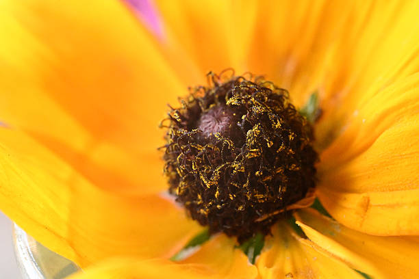 A black-eyed Susan also known as a Rudbeckia hirta close up