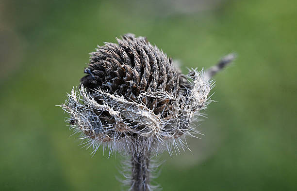 All that's left of a hibiscus after the bloom is finished