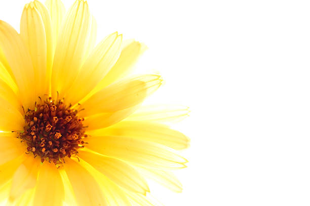 A yellow daisy against  a white background