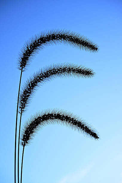Three Grass stalks up against a blue sky at dusk
