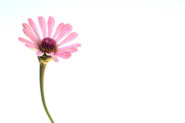 A pink zinnia up against a blue sky