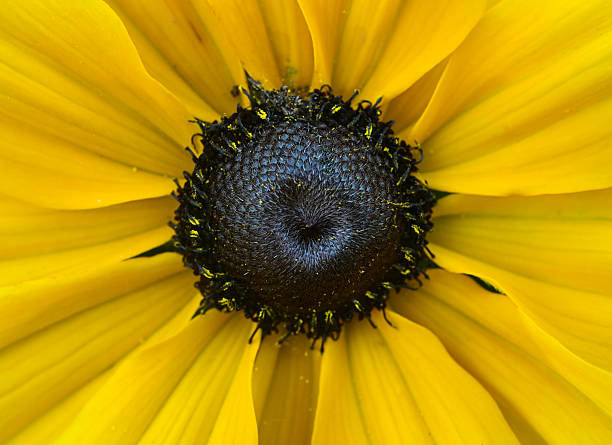 Black-eyed Susan or rudbeckia isolated on white background. Yellow flower element for your design. Top view.