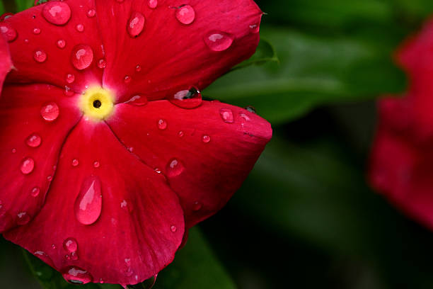 A Vinka or Periwinkle flower with rain drops shot very close