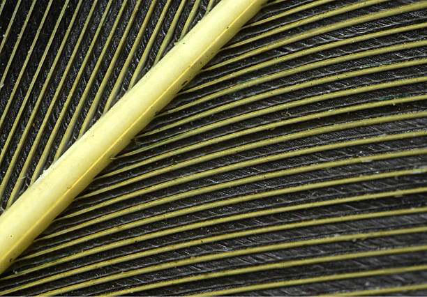 The shaft of a Eastern Goldfinch feather very close up.
