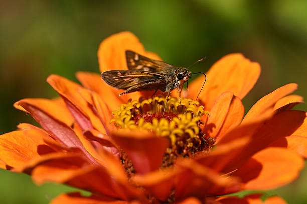 A Polites vibex, or the whirlabout, is a grass skipper in the family Hesperiidae.