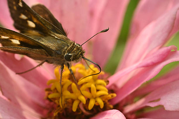 Parnara guttata Bremeret Grey, Rice skipper butterfly, A butterfly is on the flower