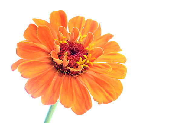 An Orange Zinnia very Close up on a white background.