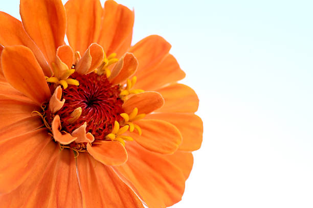 An Orange Zinnia very Close up on a white background.