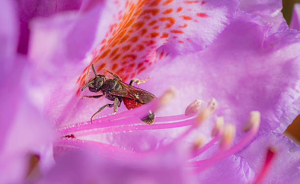 Rhododendron flower in public park with a White-lipped Blood Bee/The Great Blood Bee aka Sphecodes albilabris sitting on the pistils
