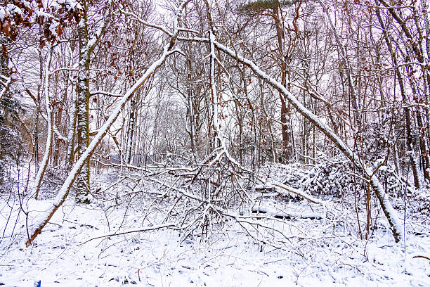 Snow embrased Tree,