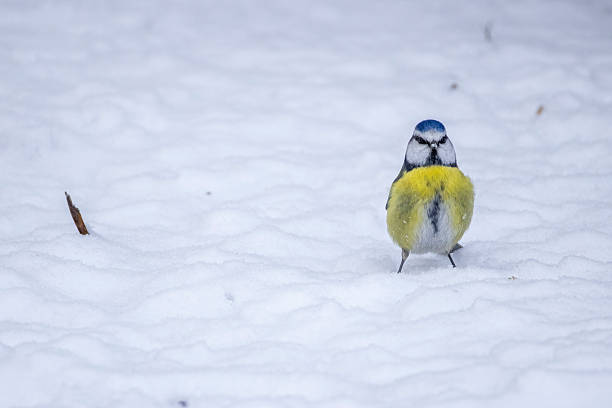 Blue Tit  (Cyanistes caeruleus) perched on a twig